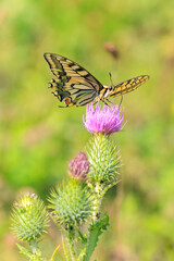 Wall Mural - Old World swallowtail also common yellow swallowtail butterfly, Papilio machaon, feeding nectar of a purple thistle flower