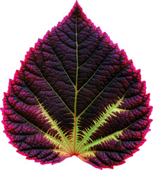 Wall Mural - coleus leaf
