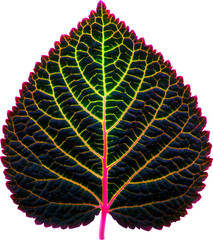 Wall Mural - coleus leaf