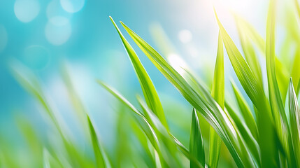 Wall Mural - lush green grass swaying in a gentle breeze with sunlight