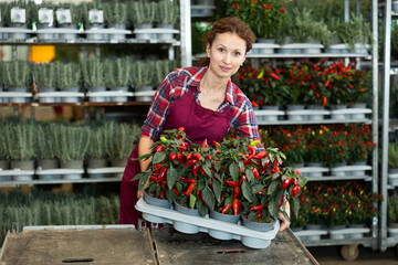 Adult female saleswoman in uniform holding pots of capsicums in flower shop