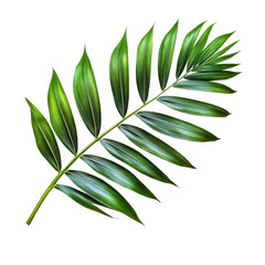 Wall Mural - A vibrant green palm leaf isolated on a transparent background showcasing its natural beauty and intricate textures, green leaf of palm tree isolated on transparent background