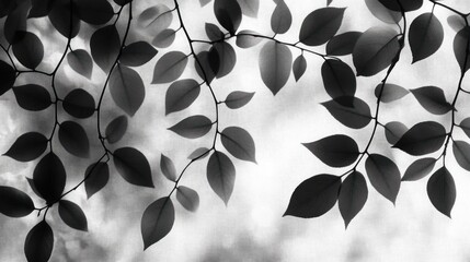 Wall Mural - Monochrome leaf silhouettes against a bright sky.