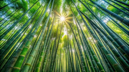 Wall Mural - Dense Bamboo Forest with Tall Trees and Sunlight Filter , sunlight filter, bamboo forest