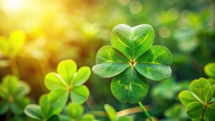 Wall Mural - Four-leaf clover plant in a garden, foliage, nature,  foliage, nature, plants