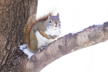 Wall Mural - American red squirrel (Tamiasciurus hudsonicus) 