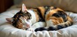 © Udomner - Calico cat curled up in a ball, sleeping peacefully on a soft cushion, rest, pet