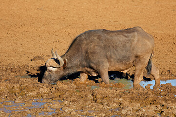 Wall Mural - an african buffalo (syncerus caffer) in a muddy waterhole, mokala national park, south africa.