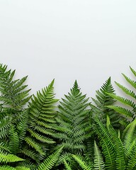 Wall Mural - A lush arrangement of green ferns against a light background, showcasing their intricate leaves and vibrant colors.