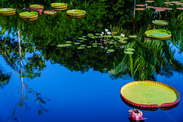 Wall Mural - Pond flora