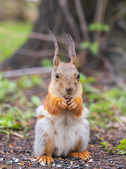 Wall Mural - Squirrel eats a nut while sitting in green grass. Eurasian red squirrel, Sciurus vulgaris