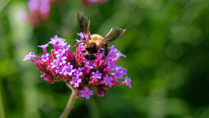 Sticker - Bee collecting nectar from purple verbena flower.