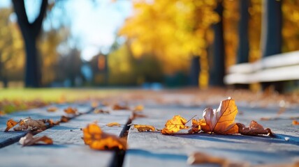 Wall Mural - autumn leaves on wooden bench with trees in background