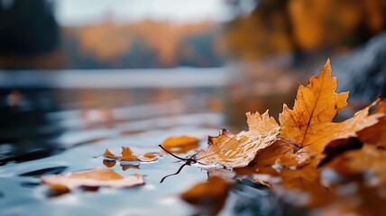 Wall Mural - autumn leaves floating on peaceful lake with blurred forest background