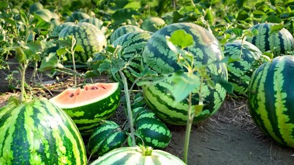 Wall Mural - Watermelons ripening in a field, ready for harvest