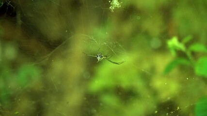 dew on a spider 1080