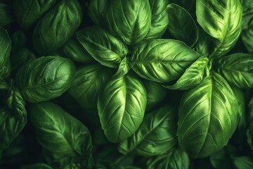 Wall Mural - Lush green basil leaves create a vibrant tapestry of nature. Their rich texture and color inspire culinary creativity and healthy living. Generative AI