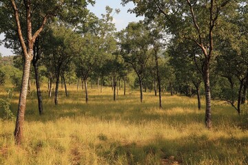 Aufkleber - A serene forest scene with scattered trees surrounded by golden grass, showcasing the beauty of nature's tranquility and inviting peaceful reflection.
