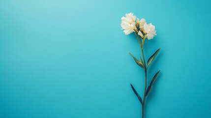 Poster - Single white flower is on a blue background. The flower is the main focus of the image, and it is the only thing in the picture. The blue background gives the image a calm and peaceful mood