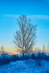 Wall Mural - Birch tree of rural Toten with Lake Mjøsa by Balke, Norway, in January 2025.