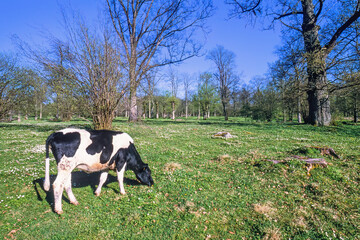 Wall Mural - Grazing cow on a meadow a sunny spring day