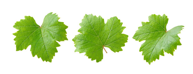 Wall Mural - set of grape leaves isolated on white. clipping path