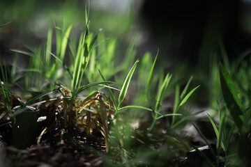 Poster - Close-Up of Fresh Green Grass Blades Growing in Spring Sunlight with Dew Drops