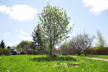 Canvas Print - Scenic Spring Garden with Lush Greenery and Blooming Trees under Clear Blue Sky