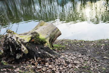 Poster - Old Tree Stump by the Lake with Moss Growth and Reflections in Water