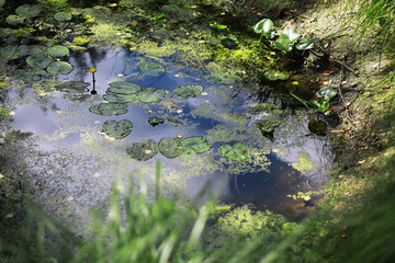 Canvas Print - Tranquil Pond with Lily Pads and Algae Surrounded by Verdant Foliage Under Sunlight