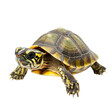 © Pngs  - Tortoise Isolated on White Background for Wildlife and Nature Themes on transparent background