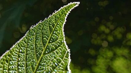 Poster - Exploring the intricate details of a leaf covered in morning dew in a lush green environment