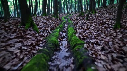 Aufkleber - Exploring a tranquil forest trail with lush greenery and fallen leaves