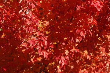 Wall Mural - Autumn leaves in an urban park