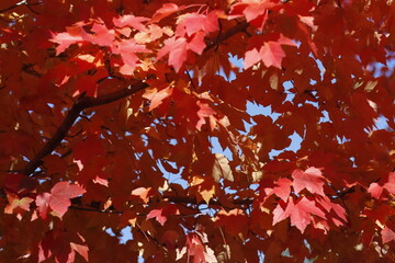 Wall Mural - Autumn leaves in an urban park