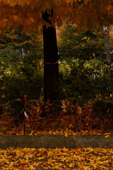 Wall Mural - Autumn leaves in an urban park