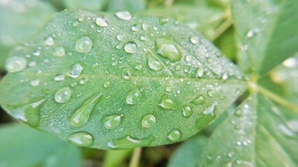 A fresh green leaf with sparkling raindrops in the morning