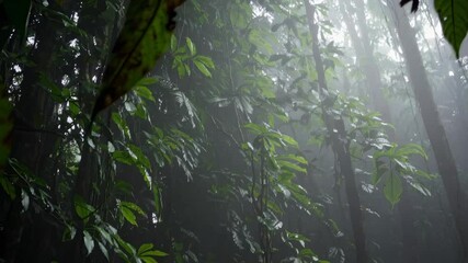Poster - Lush green rainforest captured during a serene rainfall in a tropical location