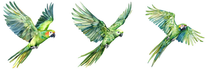 Wall Mural - Green parrot watercolor illustrations in dynamic flying poses, bundle isolated on a transparent background