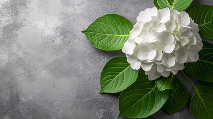 Wall Mural - White hydrangea bloom and green leaves on a textured gray surface