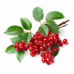 Wall Mural - Sprig of delicious looking red berries and green leaves resting on a bright white background