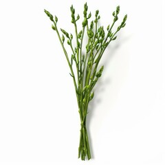 Poster - Freshly picked wild asparagus spears creating a vibrant and healthy culinary scene