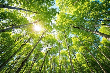 Poster - Scenic view of tall green trees and sunlight filtering through leaves in a forest.