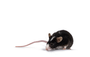 Poster - Cute black mouse with white nose, standing close yo edge. Looking down over edge away from camera. Isolated on a white background.