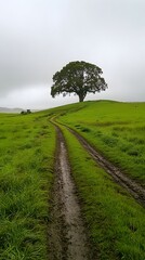 Wall Mural - A quiet rural farm road cutting through a lush, green field with a lone tree standing in the distance