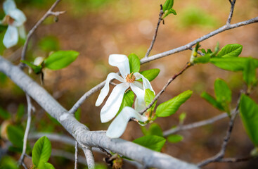 Wall Mural - Close-up of a blooming Lobner magnolia flower with white petals and fresh green leaves on a branch. Captured in spring on the Russian Far East, showcasing vibrant nature