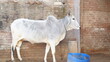© Meena - Gaumata white Indian Cow sitting and enjoying food. Resting with open mouth. Indian Animal activity.