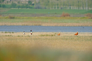 Wall Mural - Birds in wetland habitat. Ducks feeding by the lake. Ecosystem. Ruddy Shelduck, Tadorna ferruginea, Common Shelduck, Tadorna tadorna.