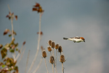 Wall Mural - Small bird taking off from a plant. Woodchat Shrike, Lanius senator.