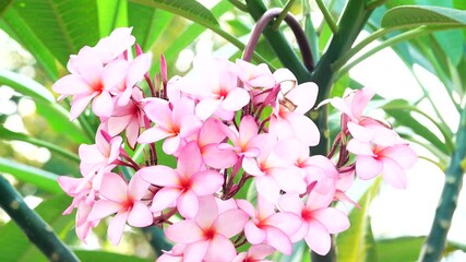 Wall Mural - 4K Beautiful Blossom Pink Plumeria Or Frangipani